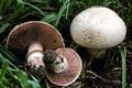 button mushroom, white mushroom, cultivated mushroom, table mushroom، champignon mushroom